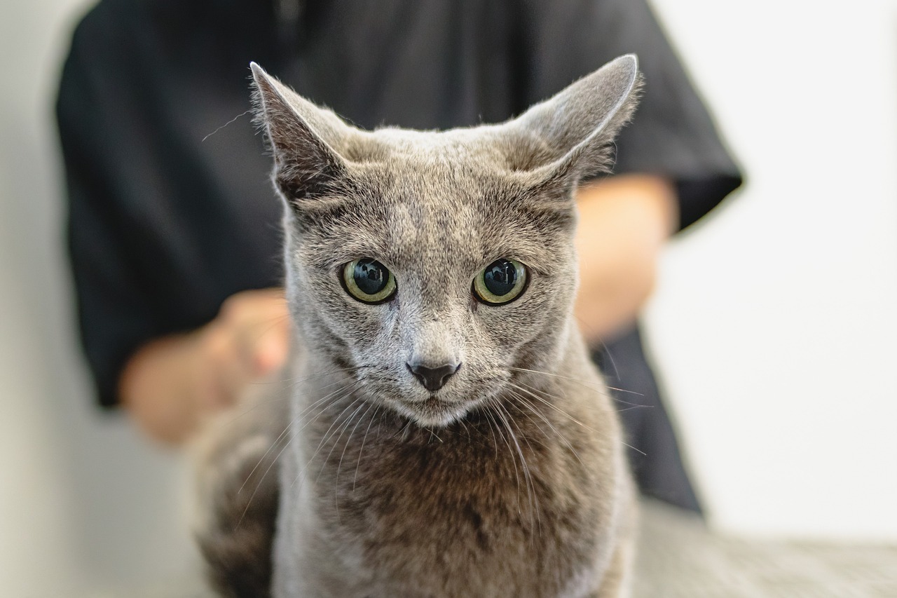 Flea and Tick Treatment Services