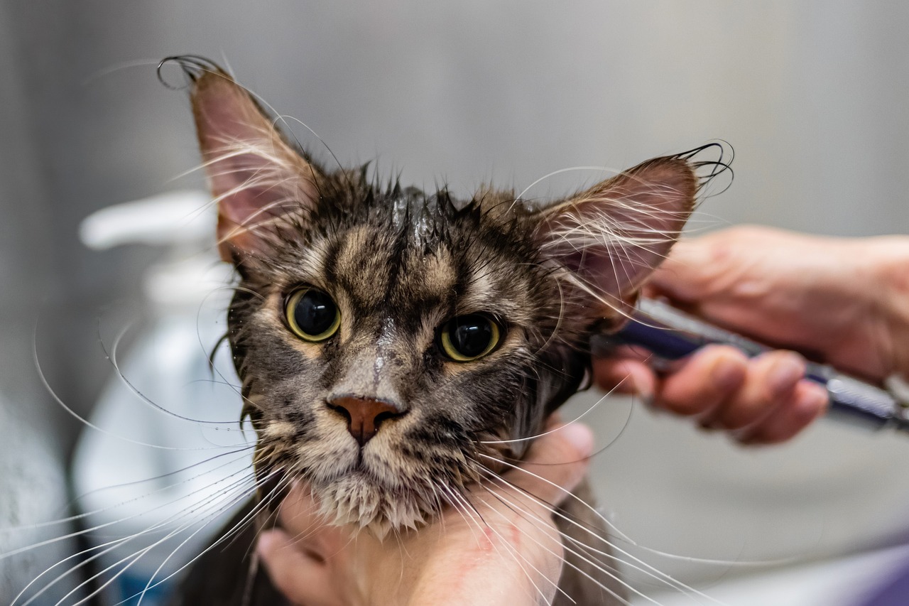 Nail Trimming Services