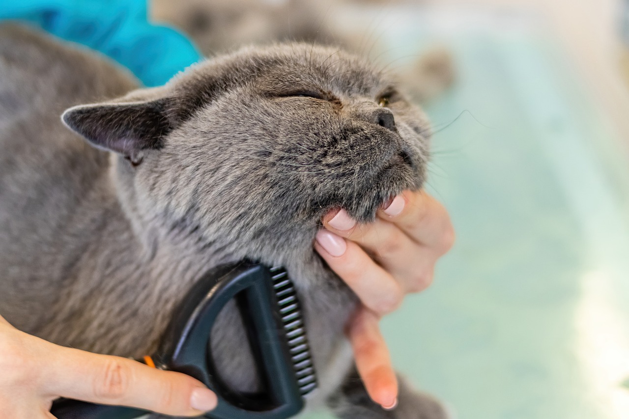 About GRENADINE BUNKER OUTFOX VIP Pet Grooming